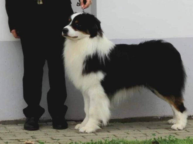 Perros Pastor Australiano en venta