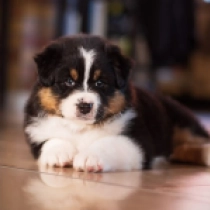 Australian Shepherd puppy for sale