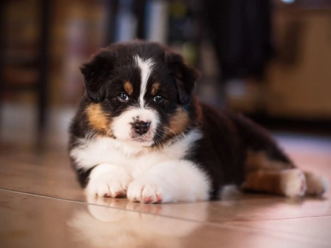 Australian Shepherd Welpe kaufen