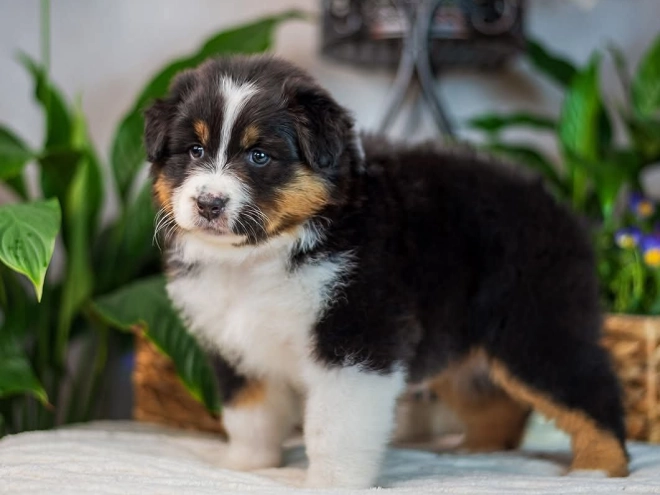 Australian Shepherd Welpe kaufen