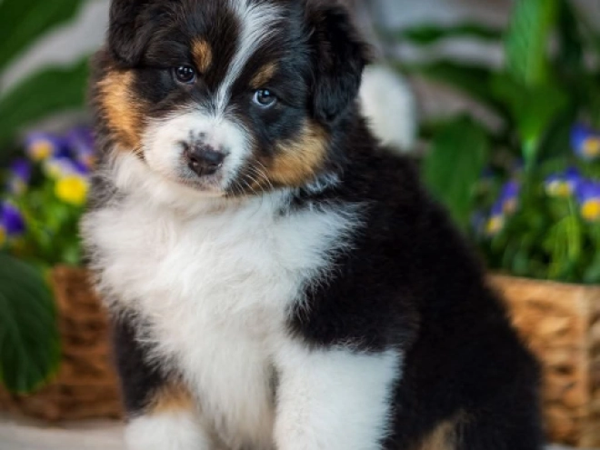 Australian Shepherd Welpe kaufen