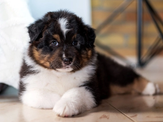 Perros Pastor Australiano en venta