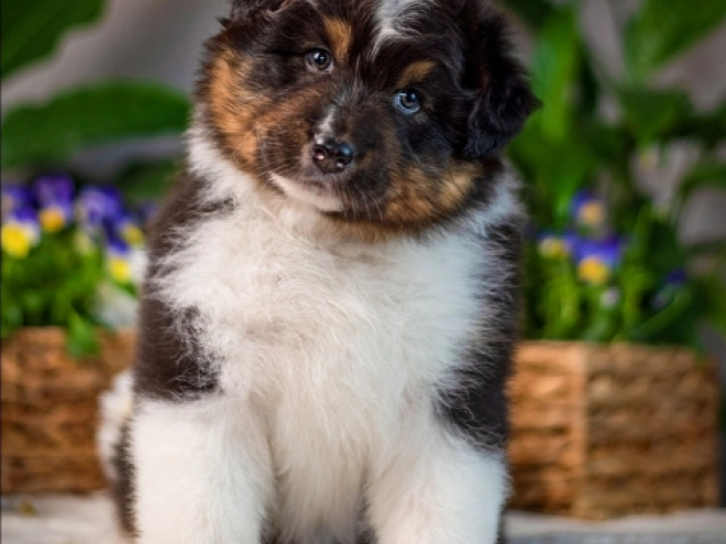 Perros Pastor Australiano en venta
