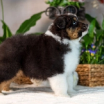 Pixie, black tricolor Australian Shepherd Welpen kaufen