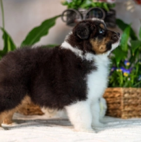 Perros Pastor Australiano en venta