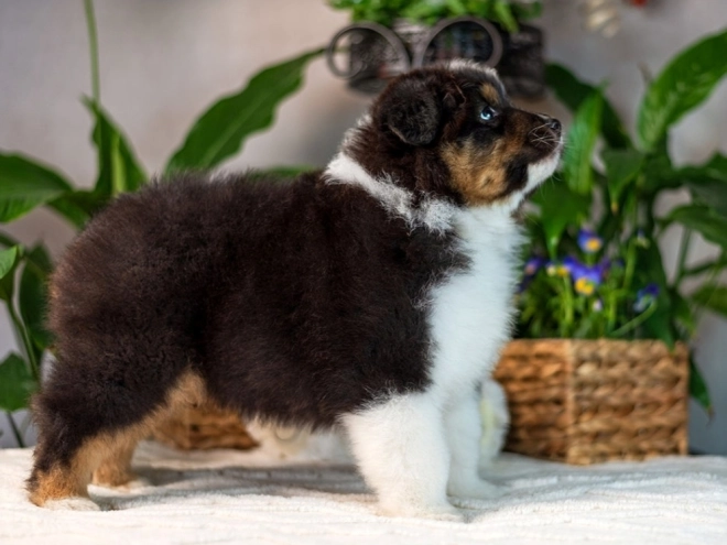 Perros Pastor Australiano en venta