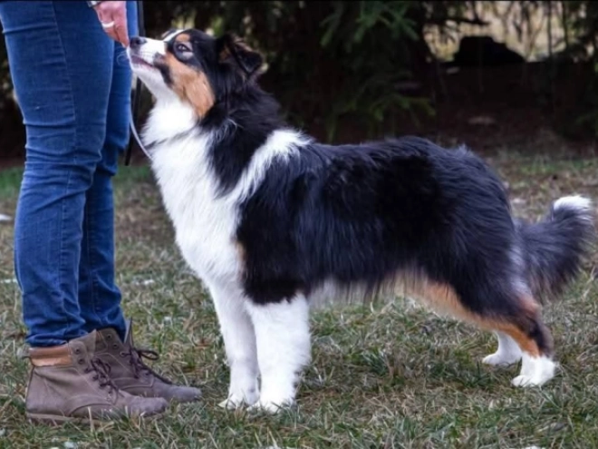 Perros Pastor Australiano en venta