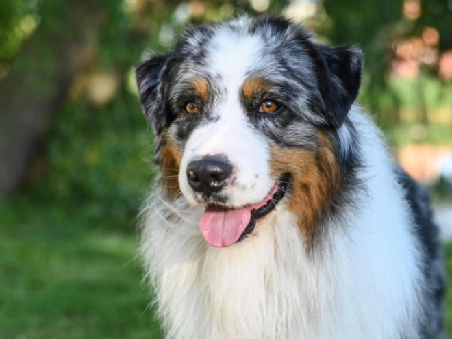 Perros Pastor Australiano en venta
