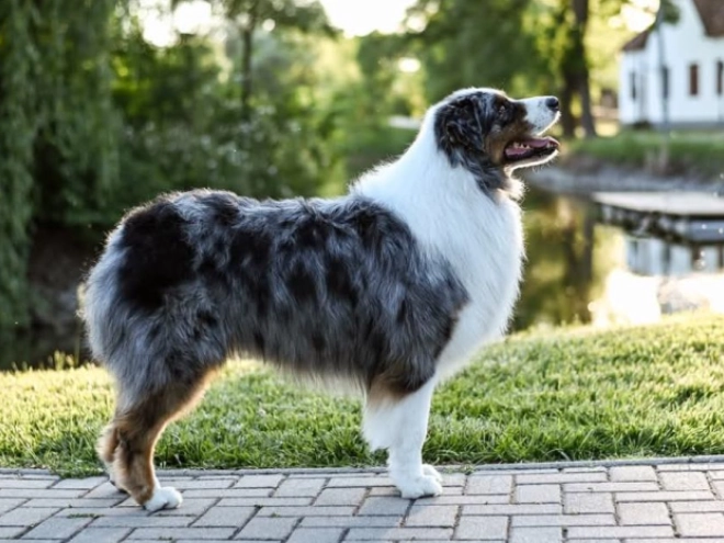Perros Pastor Australiano en venta