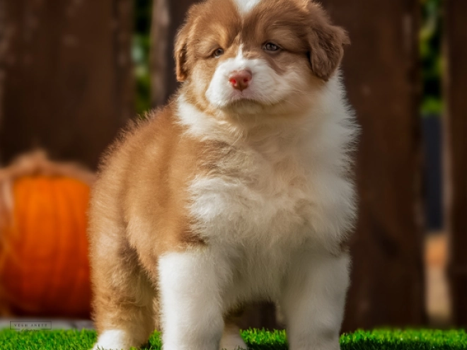 Australian Shepherd puppy for sale