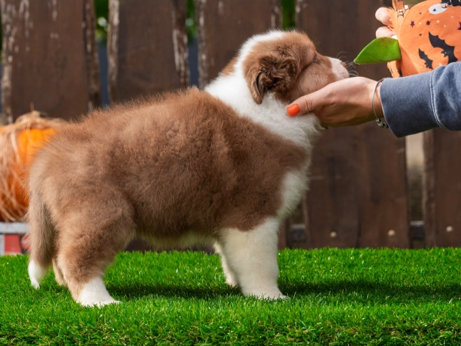 Australian Shepherd puppy for sale
