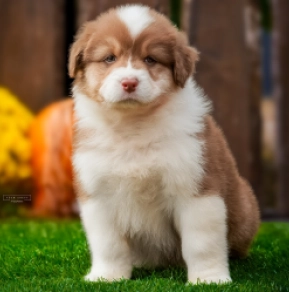 Australian Shepherd puppy for sale