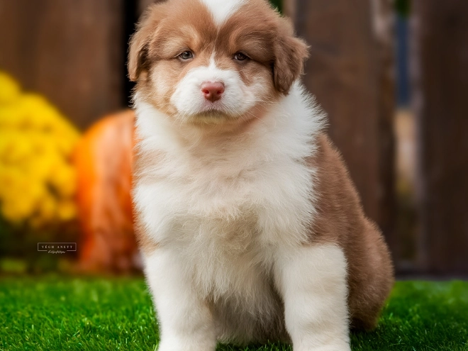 Australian Shepherd puppy for sale