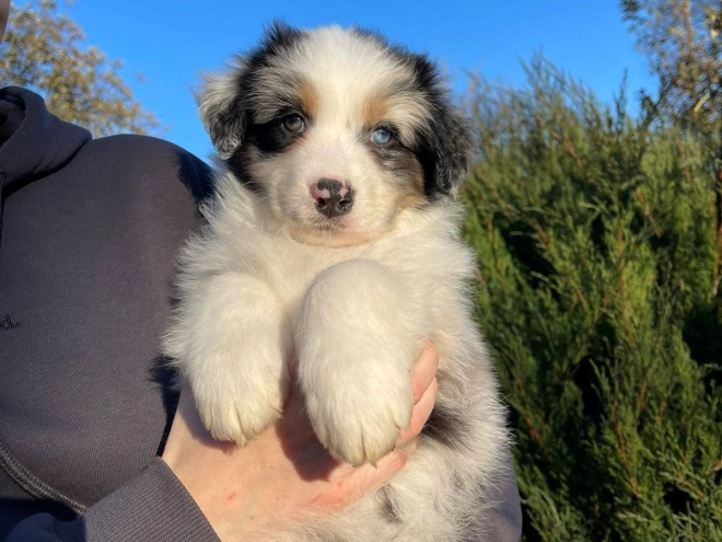 Australian Shepherd puppy for sale
