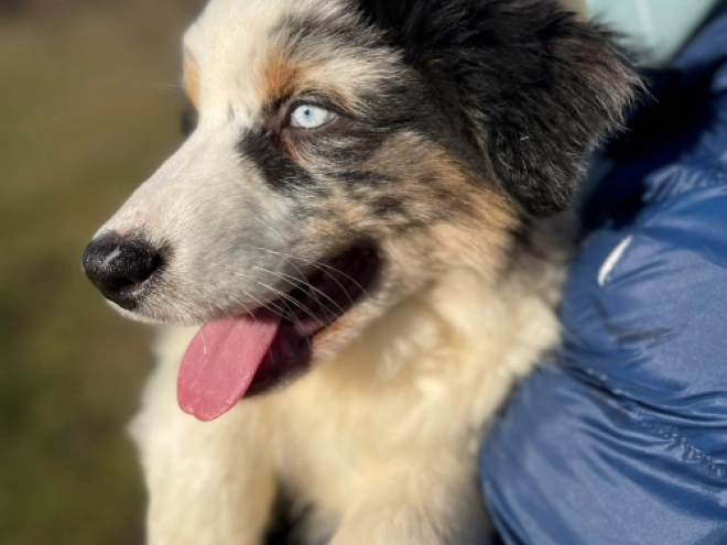 Australian Shepherd puppy for sale