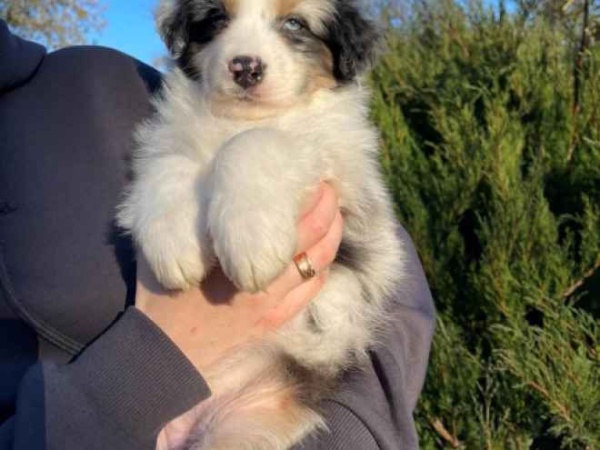 Australian Shepherd puppy for sale