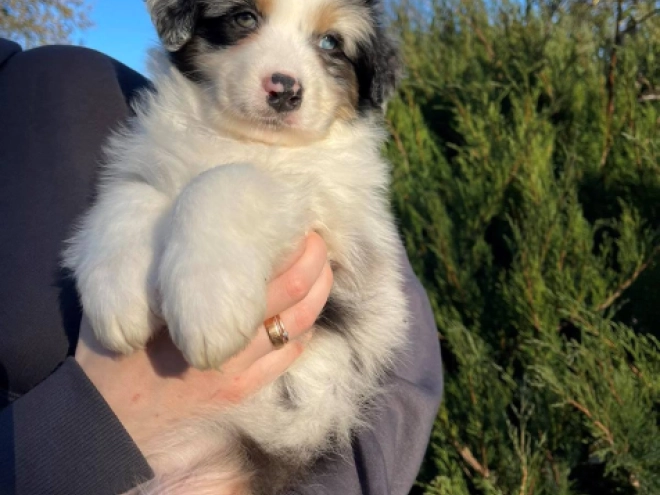 Australian Shepherd puppy for sale