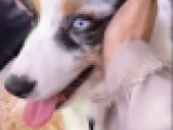 Baby - Australian Shepherd, EuroPuppy review from Saudi-Arabien