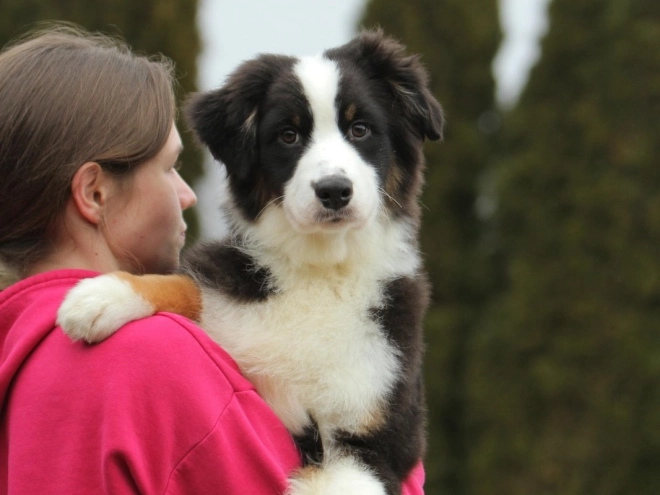 Australian Shepherd puppy for sale