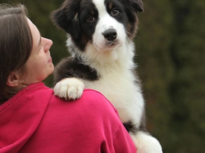 Australian Shepherd puppy for sale