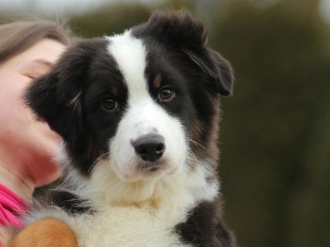 Australian Shepherd puppy for sale
