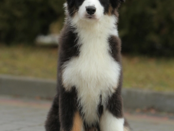 Australian Shepherd puppy for sale