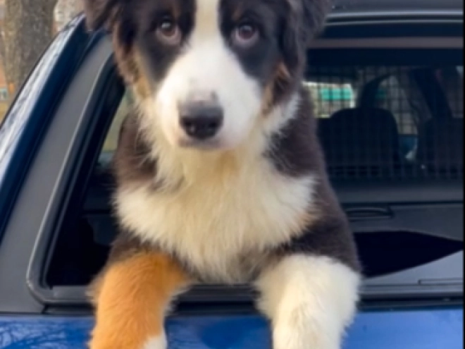 Australian Shepherd puppy for sale