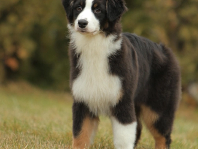 Australian Shepherd puppy for sale