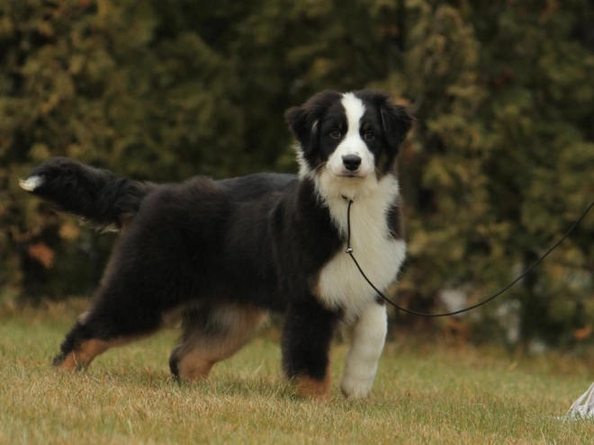 Australian Shepherd puppy for sale