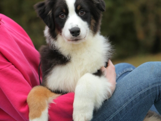 Australian Shepherd puppy for sale