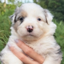 Ceres, merle Australian Shepherd for sale