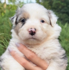 Australian Shepherd puppy for sale