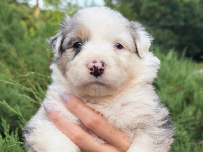 Australian Shepherd puppy for sale