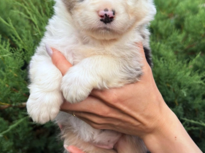 Australian Shepherd puppy for sale