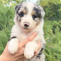 Rosie, merle Australian Shepherd for sale