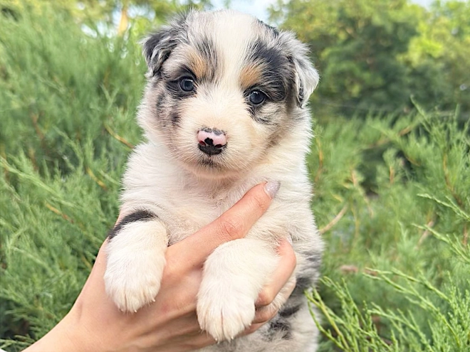 Australian Shepherd puppy for sale