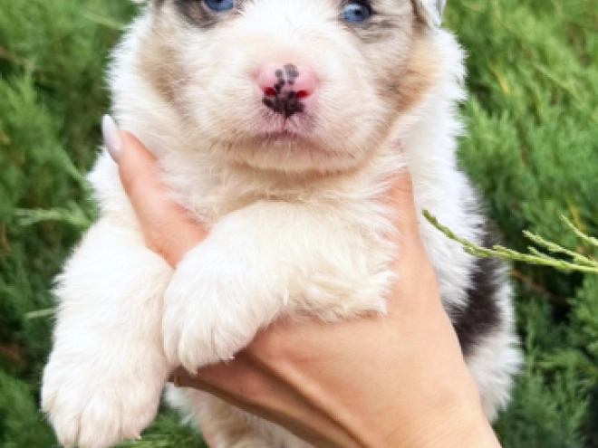 Australian Shepherd puppy for sale