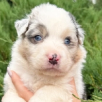 Endeavor, merle Australian Shepherd for sale