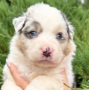 Australian Shepherd puppy for sale