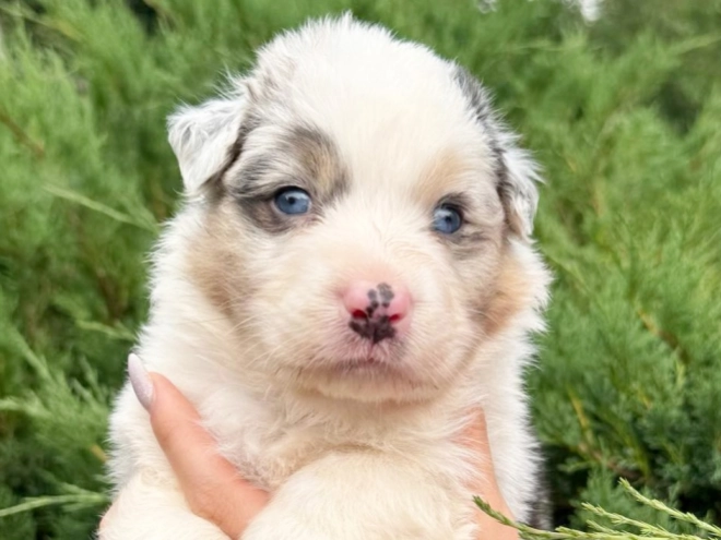 Australian Shepherd puppy for sale