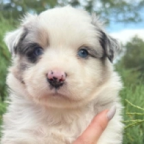 Oasis, merle Australian Shepherd for sale