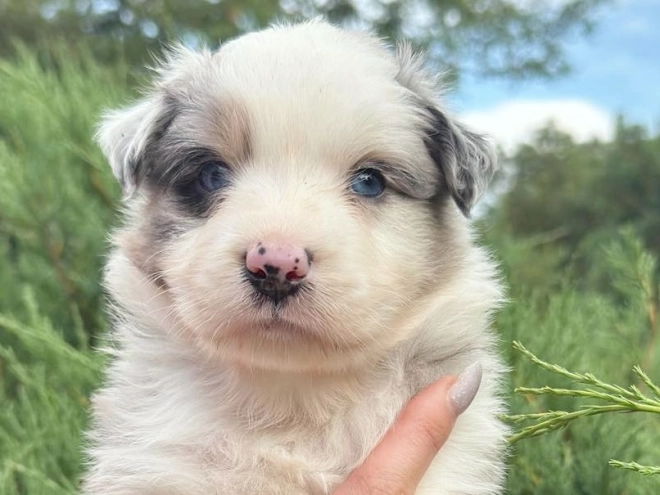 Australian Shepherd puppy for sale
