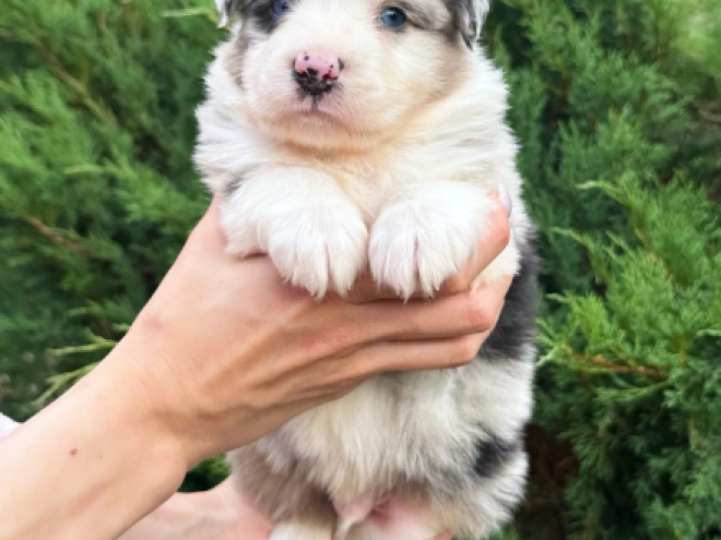 Australian Shepherd puppy for sale
