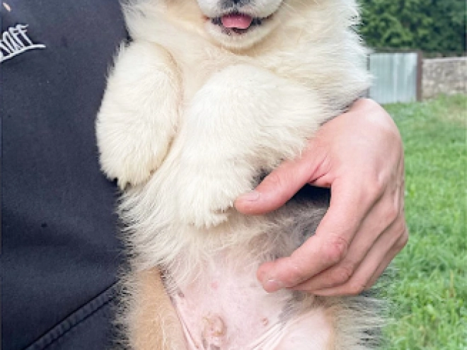 Australian Shepherd puppy for sale
