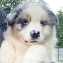 Oasis, merle Pastor Australiano en venta