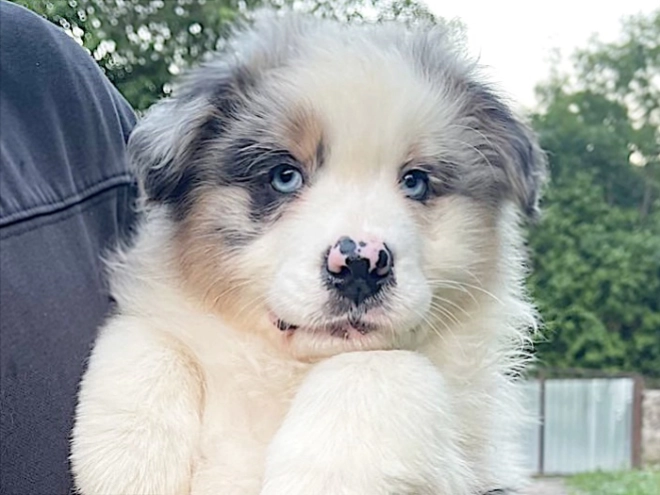 Australian Shepherd puppy for sale