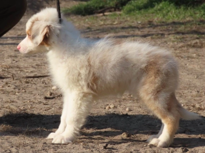 Australian Shepherd Welpe zu verkaufen