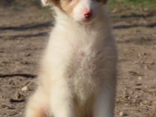 Australian Shepherd Welpe zu verkaufen