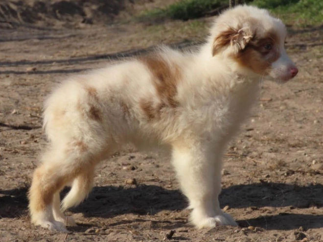 Australian Shepherd Welpe zu verkaufen