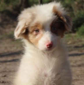 Perros Pastor Australiano en venta